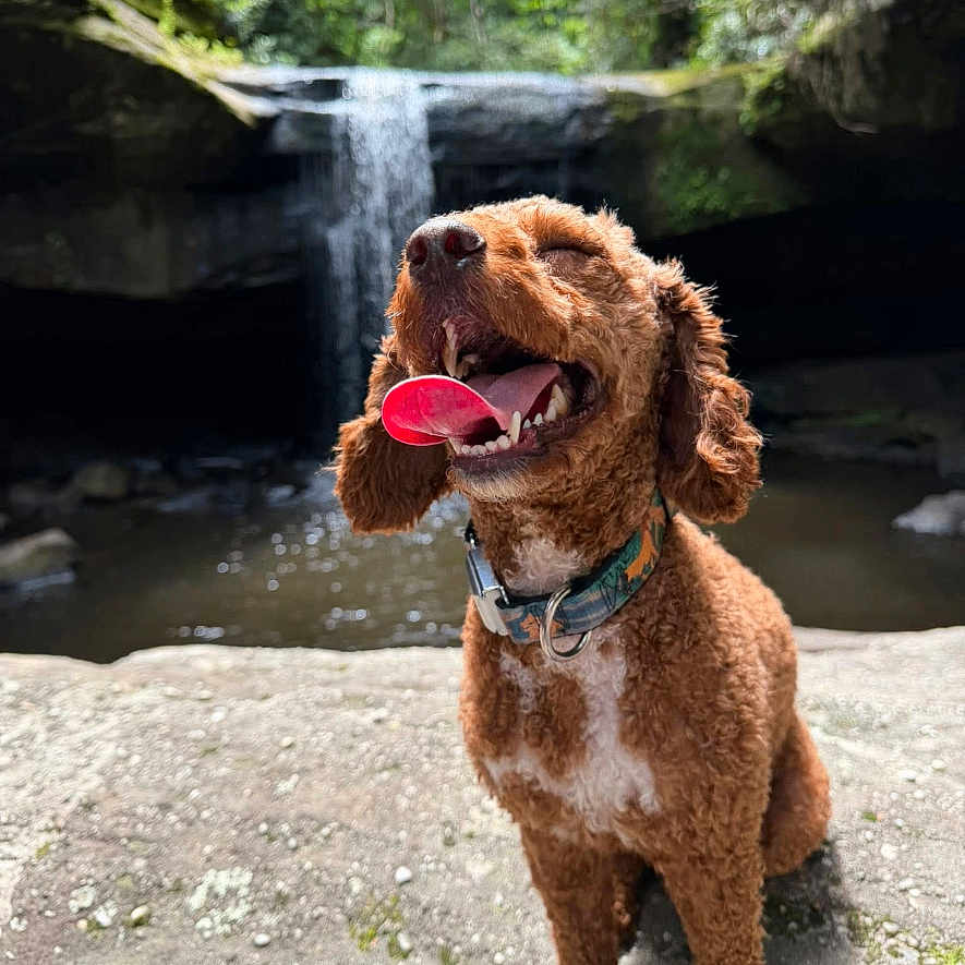 Judah Mae joined the competition — help win amazing prizes! dog, curly_hair, waterfall, rock, tongue_out, outdoor, nature, greenery, collar, happy, pet, canine, smiling, sunlight, forest, water, animal, scenic, summer, relaxation