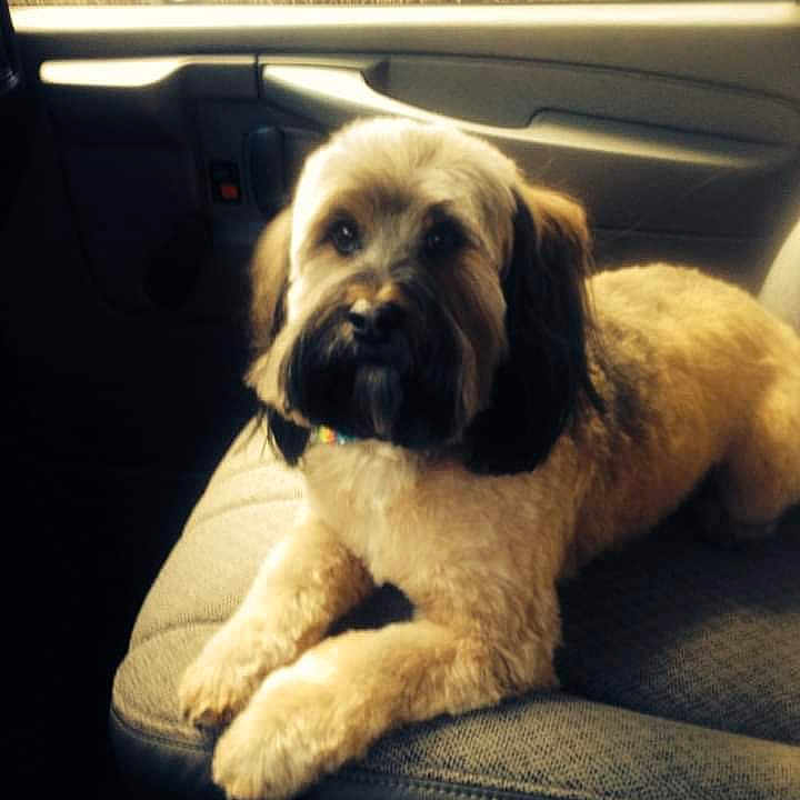 Waldo is registered to the contest to win money with this photo: animal, bag, baggage, canine, chair, cockerspaniel, couch, cushion, dog, furniture, headrest, homedecor, hound, pet, poodle, puppy, suitcase, terrier, transportation, vehicle
