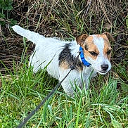 Vulkan participe au concours pour gagner de l'argent avec cette photo : dog, leash, grass, outdoor, nature, collar, small_dog, scruffy, brown_and_white, animal, pet, walking, greenery, field, fur, ears, snout, alert, canine, daylight