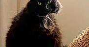 Panther joined the competition — help win amazing prizes! cat, black_cat, fluffy, green_eyes, pet, indoor, curtain, woven_hat, soft_light, cozy, feline, domestic_animal, sitting, portrait, animal, whiskers, fur, relaxed, home, cute