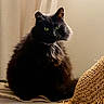 cat, black_cat, fluffy, green_eyes, pet, indoor, curtain, woven_hat, soft_light, cozy, feline, domestic_animal, sitting, portrait, animal, whiskers, fur, relaxed, home, cute