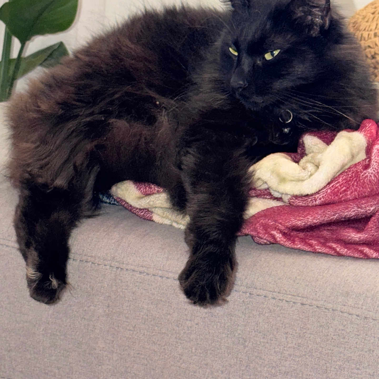 Panther is registered to the contest to win money with this photo: black_cat, cat, fluffy, pet, animal, feline, indoor, couch, blanket, relaxing, resting, fur, whiskers, ears, green_plant, home, cozy, domestic_animal, soft_texture, comfort