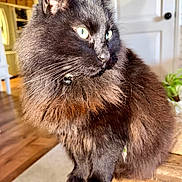 Panther joined the competition — help win amazing prizes! cat, black_cat, fluffy_fur, yellow_eyes, indoor, wooden_surface, sunlight, pet, animal, feline, whiskers, ears, door, kitchen, houseplant, domestic, closeup, portrait, fur, sitting