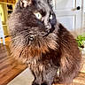 cat, black_cat, fluffy_fur, yellow_eyes, indoor, wooden_surface, sunlight, pet, animal, feline, whiskers, ears, door, kitchen, houseplant, domestic, closeup, portrait, fur, sitting