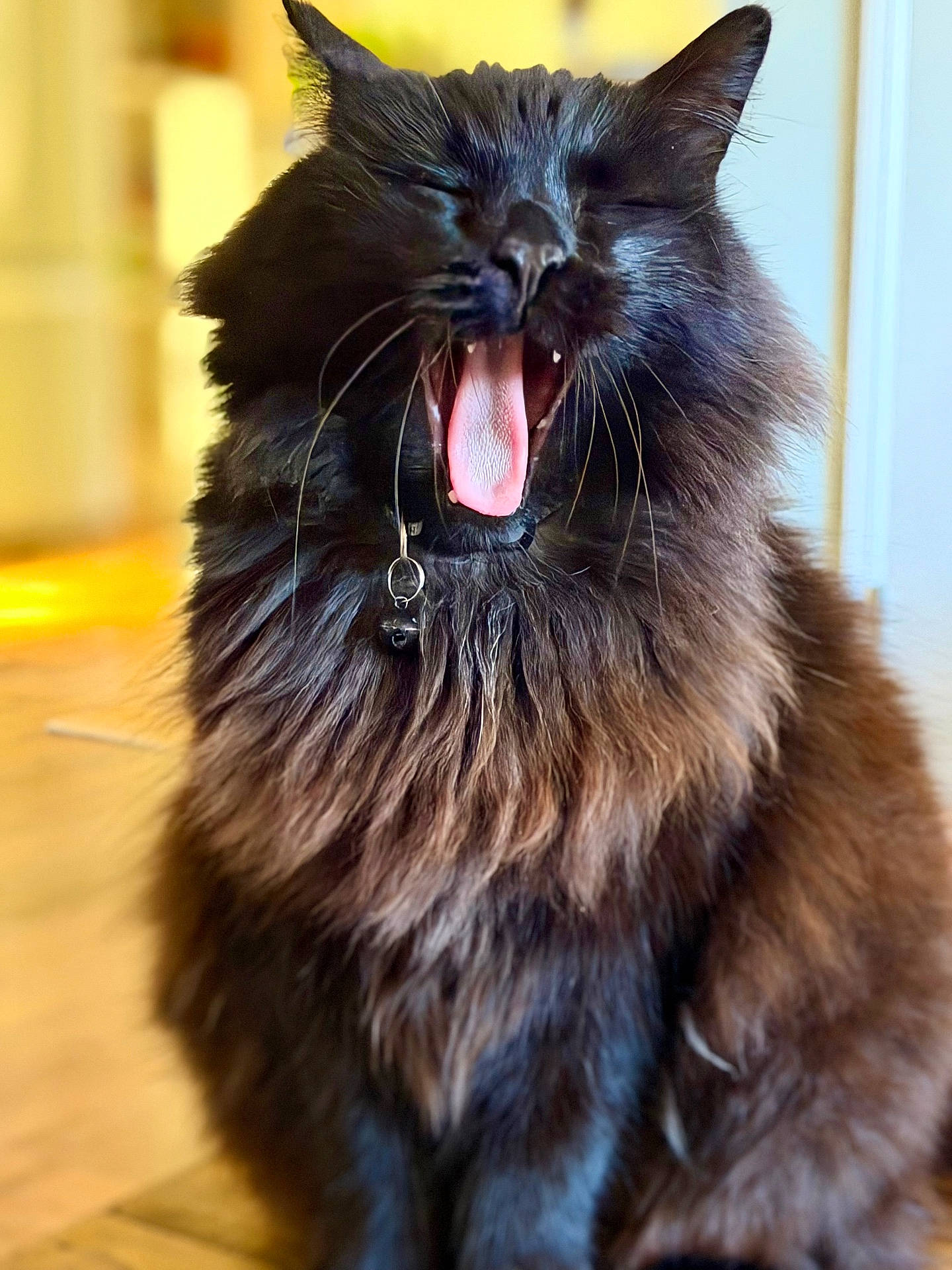 Panther