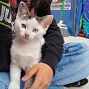 Sammy is registered to the contest to win money with this photo: cat, kitten, white_fur, odd_eyes, heterochromia, animal, pet, portrait, sitting, lap, person, hand, denim, jeans, black_clothing, broom, colorful_background, indoors, close_up, whiskers