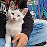 cat, kitten, white_fur, odd_eyes, heterochromia, animal, pet, portrait, sitting, lap, person, hand, denim, jeans, black_clothing, broom, colorful_background, indoors, close_up, whiskers