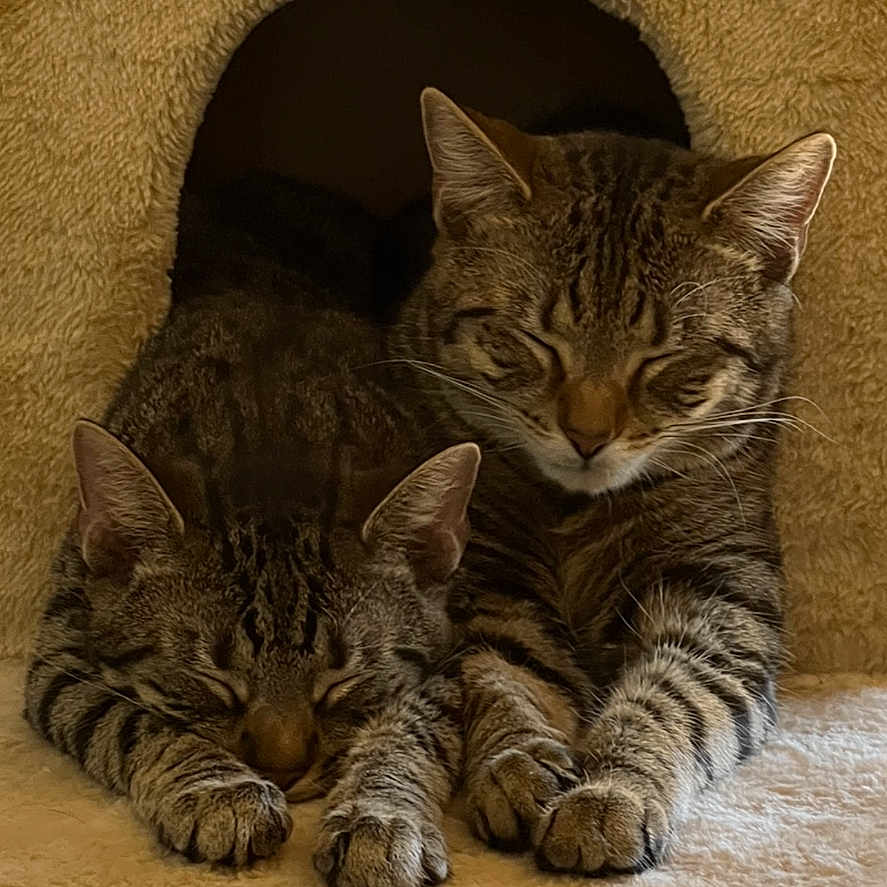 Frankie And Charlie is registered to the contest to win money with this photo: abyssinian, animal, architecture, armchair, building, cat, chair, couch, den, furniture, hardwood, hole, homedecor, indoors, kitten, livingroom, manx, pet, room, wood