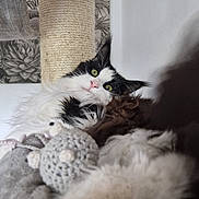 Léon a rejoint le concours — aidez-le/la à gagner de superbes lots ! cat, fluffy, black_and_white, pet, scratching_post, toy, crocheted_toy, mouse_toy, cozy, relaxing, indoor, soft, blanket, curious, wide_eyes, feline, playful, fur, whiskers, close_up