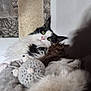 cat, fluffy, black_and_white, pet, scratching_post, toy, crocheted_toy, mouse_toy, cozy, relaxing, indoor, soft, blanket, curious, wide_eyes, feline, playful, fur, whiskers, close_up