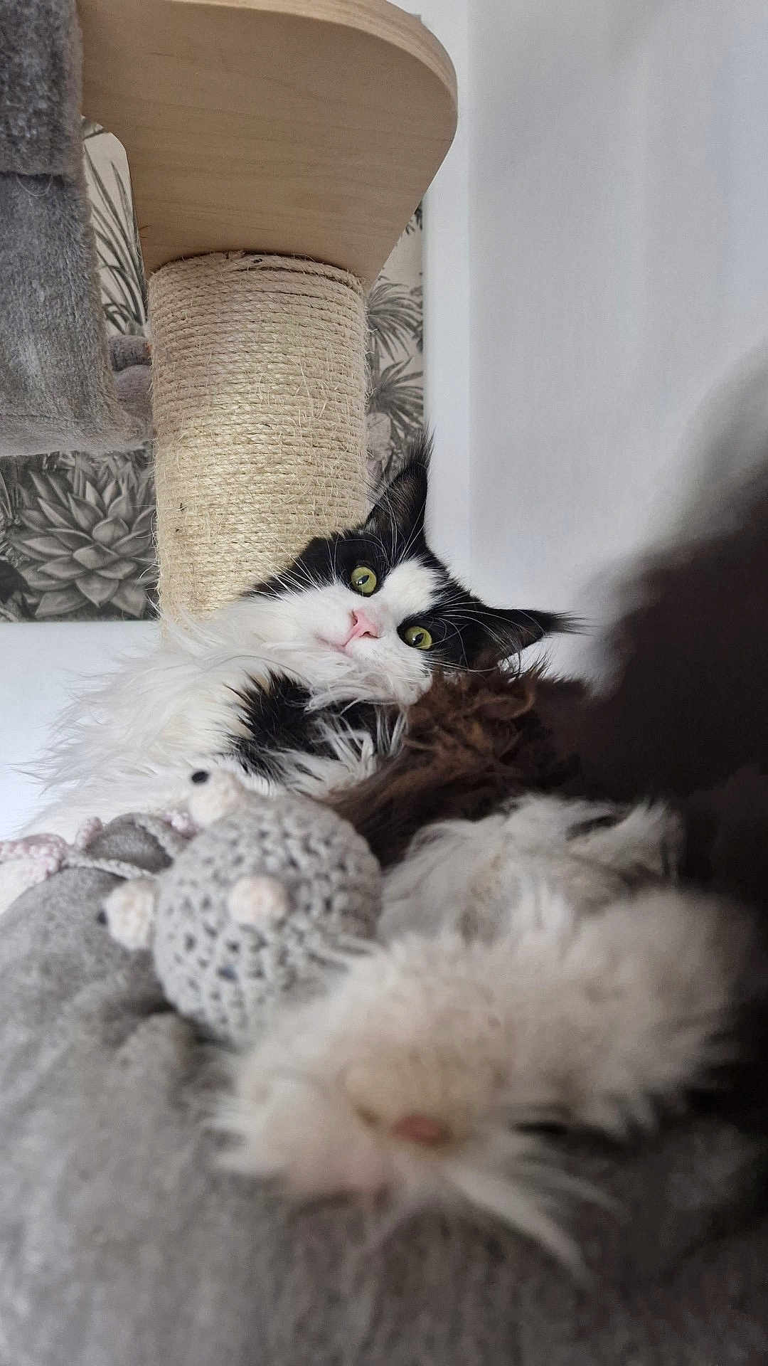 Léon