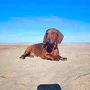 Chipo a rejoint le concours — aidez-le/la à gagner de superbes lots ! dog, dachshund, beach, sand, sunny, blue_sky, outdoor, pet, animal, relaxed, lying_down, canine, summer, nature, daytime, collar, shadow, vacation, quiet, serene