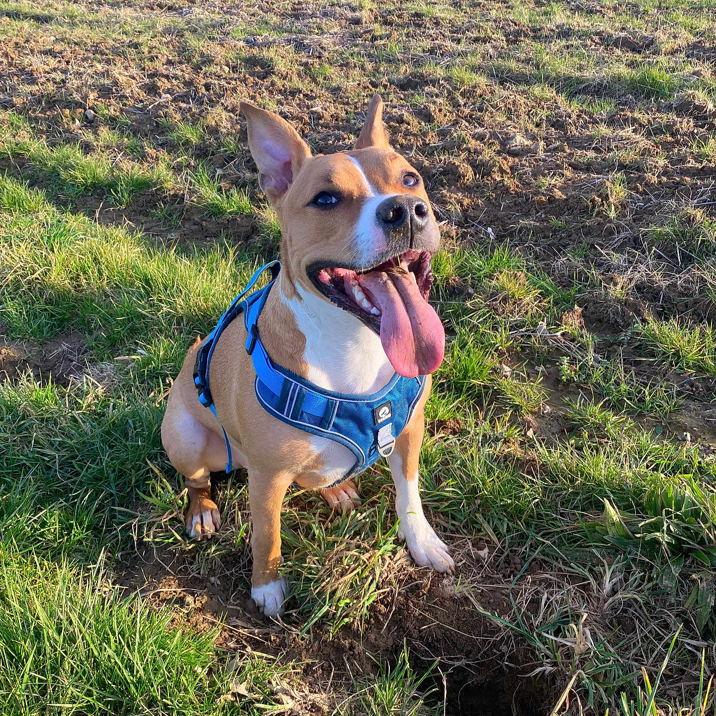 Simba a rejoint le concours — aidez-le/la à gagner de superbes lots ! accessories, animal, ball, canine, dog, field, football, grass, grassland, nature, outdoors, pet, plant, puppy, soccer, soccerball, soil, sport, strap, vegetation