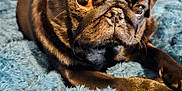 Giulia a rejoint le concours — aidez-le/la à gagner de superbes lots ! dog, pug, black_dog, pet, animal, close_up, blanket, blue_blanket, fur, resting, indoors, cute, small_dog, portrait, sunlight, cozy, relaxed, whiskers, face, snout