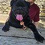 Giulia a rejoint le concours — aidez-le/la à gagner de superbes lots ! dog, pug, black_dog, tongue_out, pet, animal, wooden_table, person, maroon_shirt, stone_wall, outdoor, sunlight, happy, close_up, collar, tag, paw, canine, pet_accessory, smiling