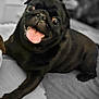 Giulia participe au concours pour gagner de l'argent avec cette photo : dog, pug, black_dog, tongue_out, pet, animal, bed, indoor, cute, happy, lying_down, fur, canine, smiling, close_up, portrait, domestic_animal, playful, friendly, companion