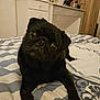 dog, pug, black_dog, pet, bed, bedroom, striped_bedspread, furniture, cabinet, decor, flower_pot, curious, head_tilt, cute, indoors, animal, canine, companion, domestic, resting