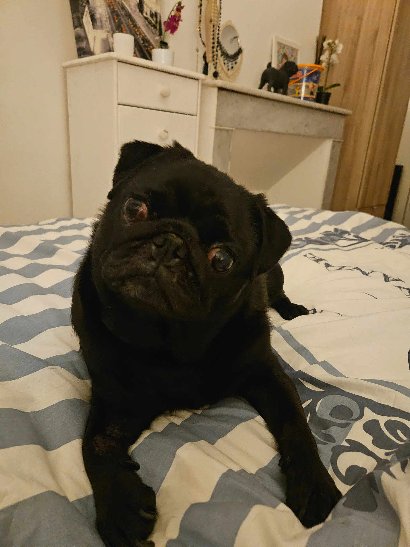 Giulia participe au concours pour gagner de l'argent avec cette photo : dog, pug, black_dog, pet, bed, bedroom, striped_bedspread, furniture, cabinet, decor, flower_pot, curious, head_tilt, cute, indoors, animal, canine, companion, domestic, resting