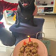 Giulia participe au concours pour gagner de l'argent avec cette photo : dog, pug, black_dog, pet, birthday, candles, treats, paw_shaped, plate, blue_ottoman, person, hand, living_room, shelf, game_controller, floor, tile_floor, smiling, indoor, celebration