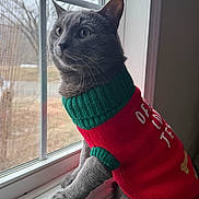 Noodle is registered to the contest to win money with this photo: cat, gray_cat, window, sweater, red_sweater, green_collar, indoor, pet, animal, cozy, holiday, christmas, knitted, curious, looking_out, windowsill, feline, whiskers, ears, fur