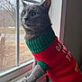 cat, gray_cat, window, sweater, red_sweater, green_collar, indoor, pet, animal, cozy, holiday, christmas, knitted, curious, looking_out, windowsill, feline, whiskers, ears, fur