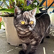 Yumi participe au concours pour gagner de l'argent avec cette photo : cat, kitten, gray_cat, black_cat, pet, animal, feline, portrait, standing, short_hair, round_face, orange_eyes, whiskers, ears, paws, potted_plant, leaves, patio, sunlight, outdoor