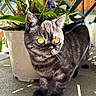 cat, kitten, gray_cat, black_cat, pet, animal, feline, portrait, standing, short_hair, round_face, orange_eyes, whiskers, ears, paws, potted_plant, leaves, patio, sunlight, outdoor