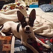 Shades is registered to the contest to win money with this photo: dog, bed, blanket, remote_control, pillow, indoor, pet, animal, resting, fur, small_dog, black_and_white, ears, collar, tag, cozy, furniture, room, carpet, relaxing