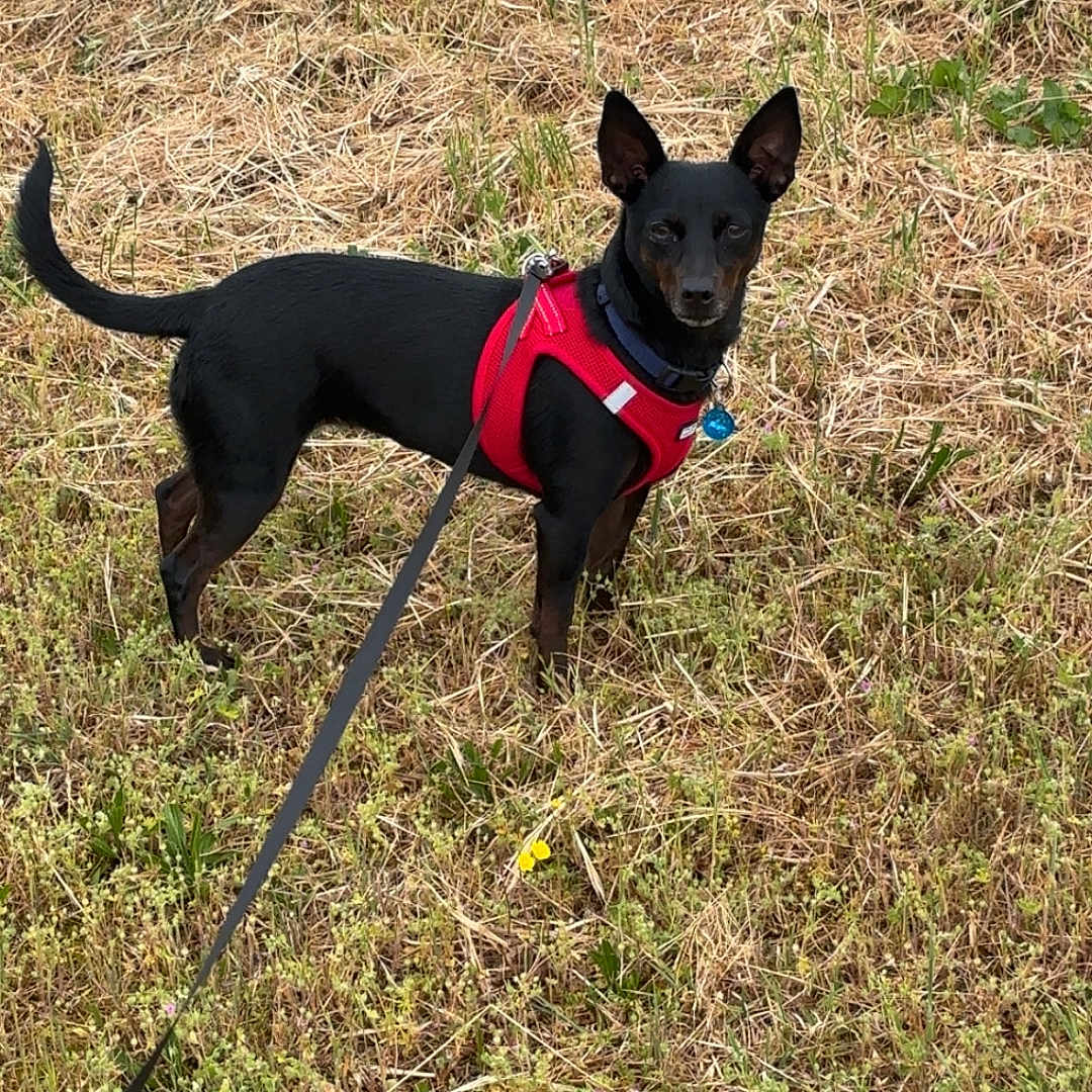 Saline a rejoint le concours — aidez-le/la à gagner de superbes lots ! accessories, animal, ball, canine, chihuahua, dog, field, grass, grassland, leash, nature, outdoors, pet, plant, puppy, soil, sport, strap, tennis, tennisball