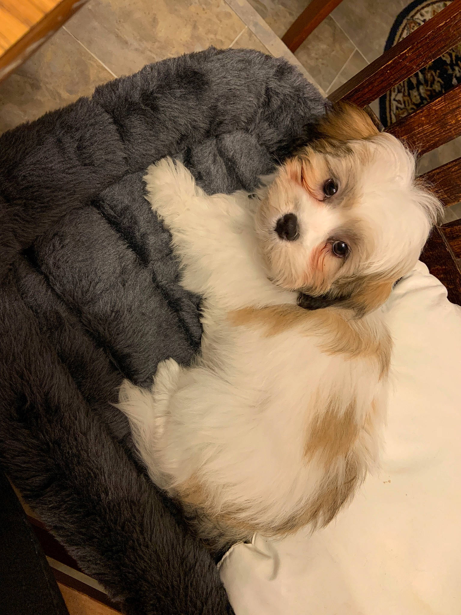 Johnny is registered to the contest to win money with this photo: bichon, canidae, carnivore, cavachon, cavapoo, companion_dog, coton_de_tulear, dog, dog_breed, fur, havanese, maltepoo, maltese, morkie, non_sporting_group, pomeranian, puppy, puppy_love, toy_dog, whiskers