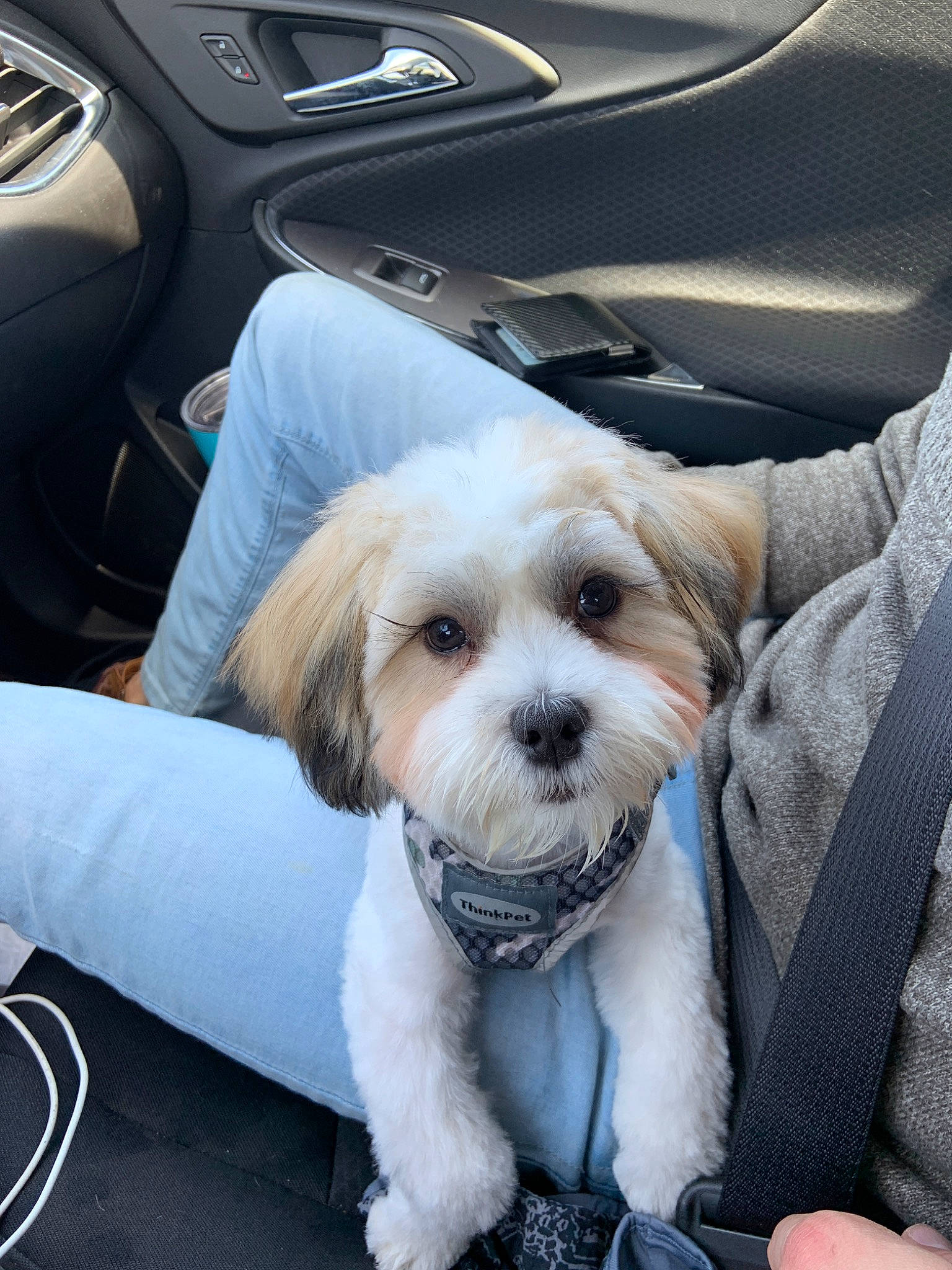 Johnny is registered to the contest to win money with this photo: canidae, car_seat, carnivore, cavachon, companion_dog, dog, dog_breed, havanese, lhasa_apso, maltepoo, maltese, mammal, morkie, petit_basset_griffon_vendeen, puppy, puppy_love, shih_tzu, snout, sporting_group, vehicle