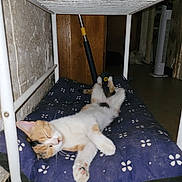 Biscotte a rejoint le concours — aidez-le/la à gagner de superbes lots ! cat, calico_cat, sleeping, lying_down, upside_down, paws, whiskers, indoor, cushion, blanket, patterned_fabric, metal_rack, broom, fan, rustic_background, relaxed, cute, pet, photography, timestamp