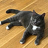animal, calm, cat, curious, cute, domestic_animal, ears, feline, fur, gray_cat, indoor, lying_down, pet, quiet, relaxed, tail, whiskers, white_chest, white_paws, wooden_floor