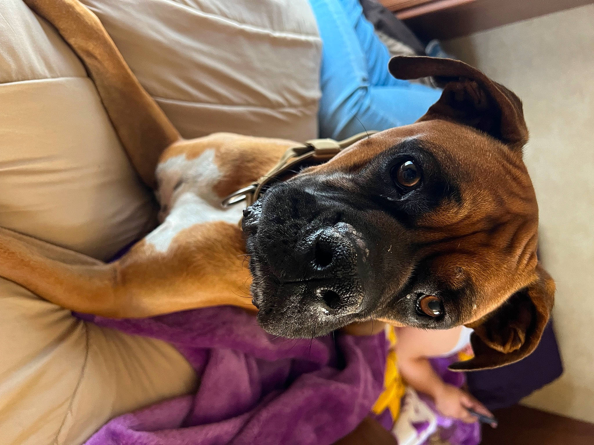 Gonzo joined the competition — help win amazing prizes! canidae, carnivore, collar, comfort, companion_dog, couch, dog, dog_breed, dog_collar, ear, fawn, fur, guard_dog, non_sporting_group, snout, sporting_group, whiskers, working_animal, working_dog, wrinkle