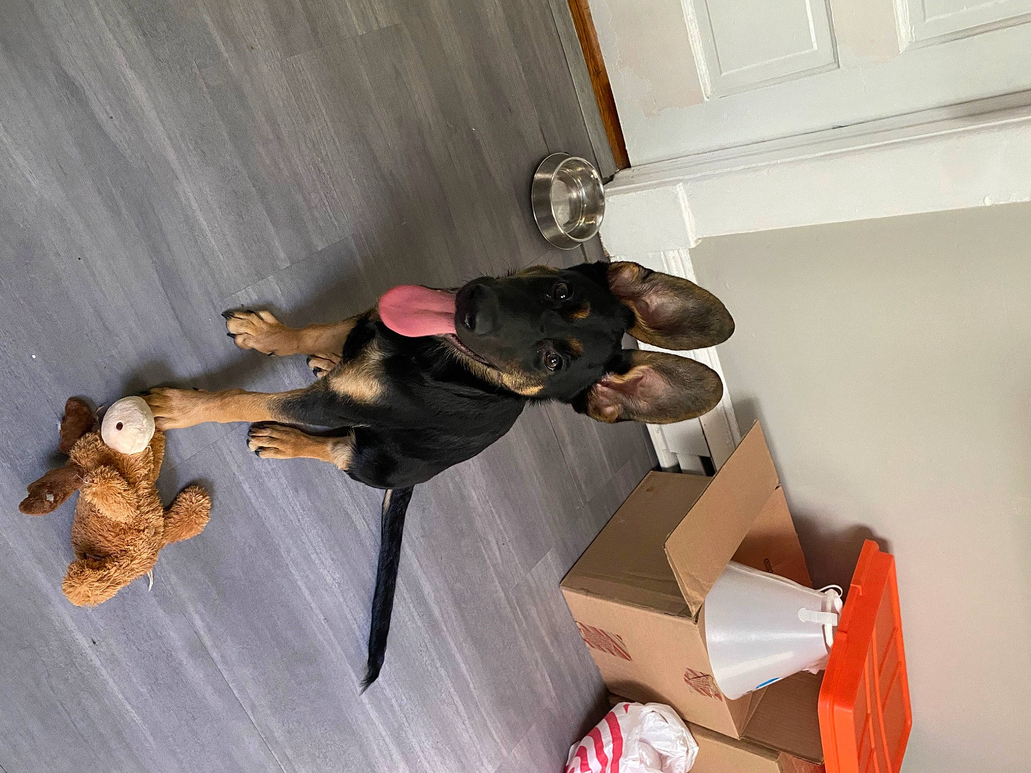 Kya is registered to the contest to win money with this photo: art, box, canidae, carton, chair, dog, dog_breed, fawn, flooring, guard_dog, hardwood, hat, paper, paper_product, room, shipping_box, tail, wood