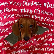 Rosie is registered to the contest to win money with this photo: dog, dachshund, christmas, wrapping_paper, holiday, cute, pet, animal, brown, face, eyes, tear, red, background, indoor, closeup, curious, nose, ears, festive