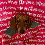 dog, dachshund, christmas, wrapping_paper, holiday, cute, pet, animal, brown, face, eyes, tear, red, background, indoor, closeup, curious, nose, ears, festive