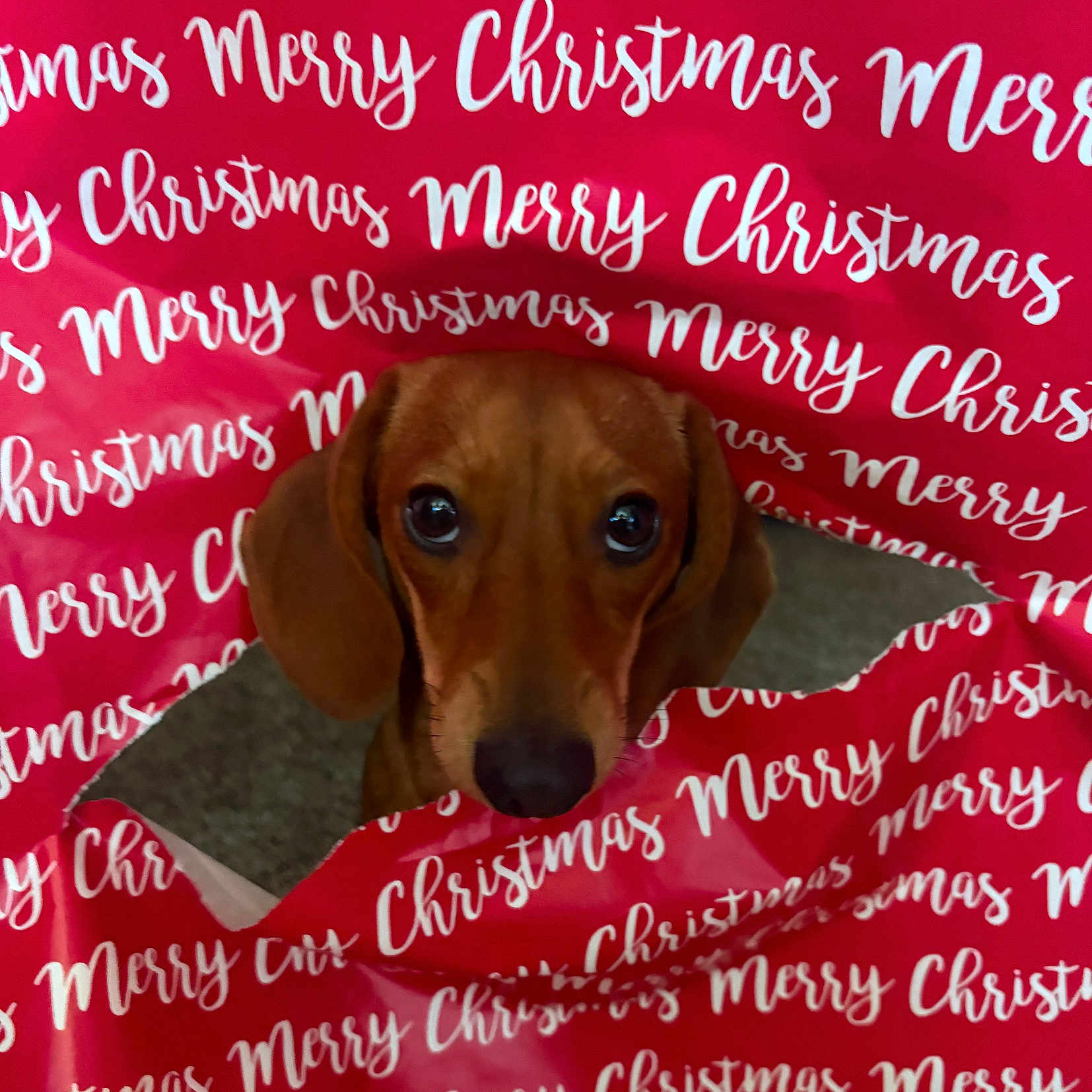 Rosie is registered to the contest to win money with this photo: animal, background, brown, christmas, closeup, curious, cute, dachshund, dog, ears, eyes, face, festive, holiday, indoor, nose, pet, red, tear, wrapping_paper
