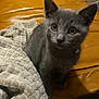 Ruby participe au concours pour gagner de l'argent avec cette photo : kitten, cat, gray_cat, pet, indoor, couch, leather, blanket, curious, feline, animal, young_cat, domestic_cat, soft_texture, cozy, sitting, looking, eyes, ears, collar