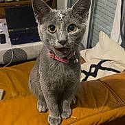 Ruby a rejoint le concours — aidez-le/la à gagner de superbes lots ! cat, gray_cat, yellow_eyes, pink_collar, leather_couch, orange_couch, indoor, furniture, laptop, sitting, pet, curious, household, pillow, shelf, technology, room, window, door, messy