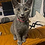cat, gray_cat, yellow_eyes, pink_collar, leather_couch, orange_couch, indoor, furniture, laptop, sitting, pet, curious, household, pillow, shelf, technology, room, window, door, messy