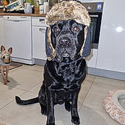 Circe a rejoint le concours — aidez-le/la à gagner de superbes lots ! animal, appliance, black_dog, cute, dishwasher, dog, ears, eyes, floor, fur, furry_hat, hat, indoor, kitchen, pet_bed, plant, sitting, small_dog, tile_floor, window