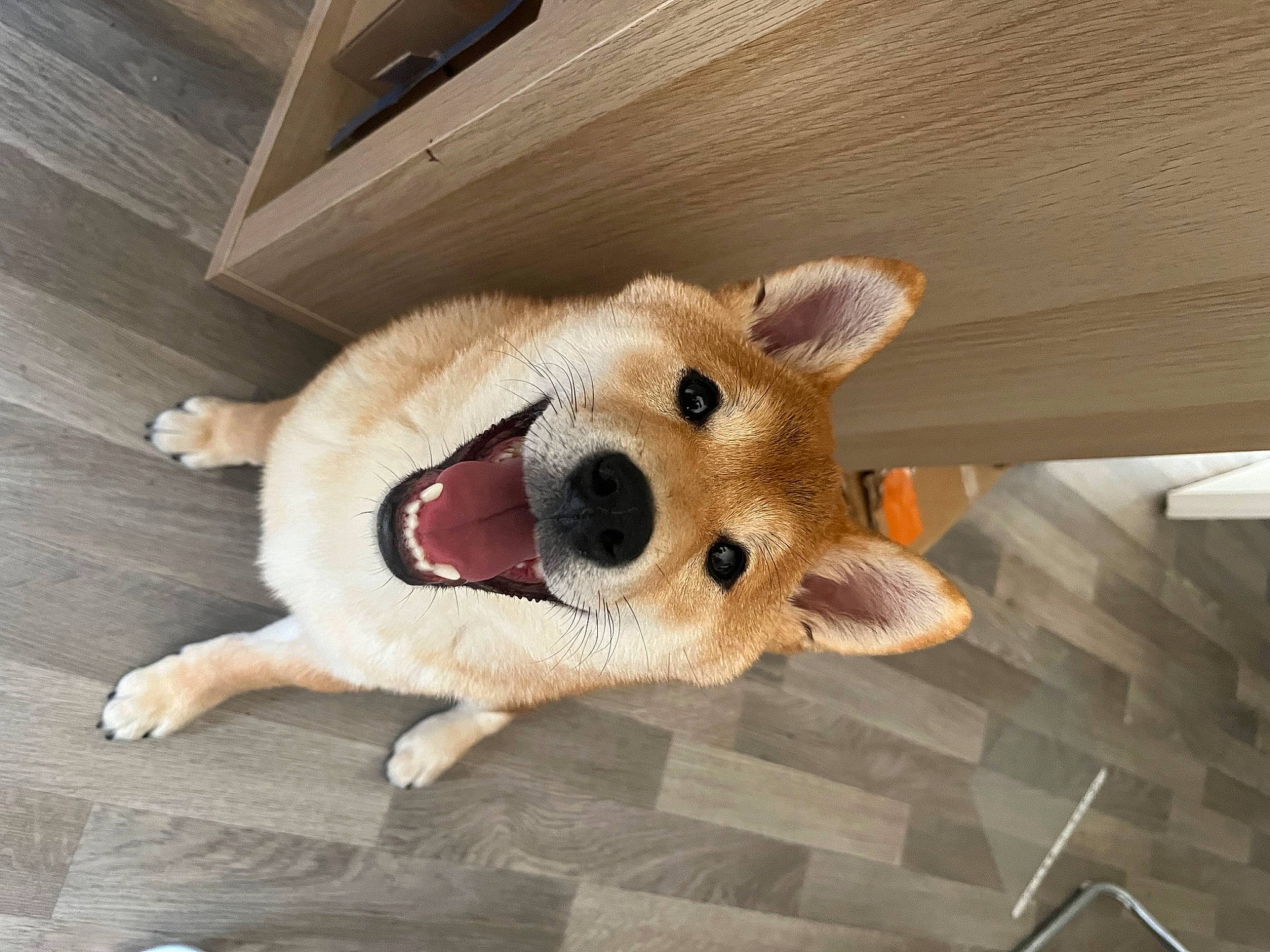 Uji a rejoint le concours — aidez-le/la à gagner de superbes lots ! carnivore, collar, companion_dog, dog, dog_breed, dog_supply, fawn, flooring, fur, hardwood, paw, pet_supply, snout, spitz, sporting_group, stuffed_toy, toy, whiskers, wood, working_animal