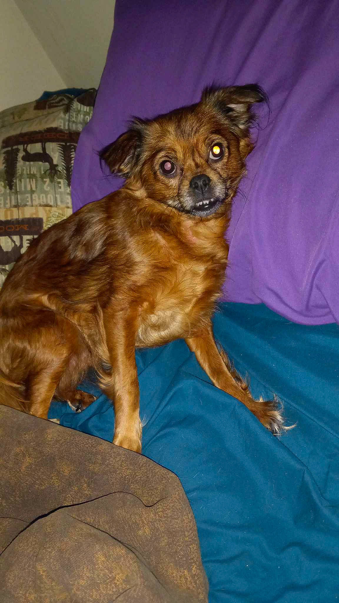 Bella Maria is registered to the contest to win money with this photo: canidae, carnivore, comfort, companion_dog, couch, dog, dog_breed, fawn, fur, houseplant, liver, puppy, snout, sporting_group, tail, terrestrial_animal, toy_dog, whiskers, wood, working_animal