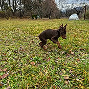 Atlas participe au concours pour gagner de l'argent avec cette photo : dog, puppy, doberman, grass, field, leaves, trees, outdoor, nature, cloudy_sky, fall, young_animal, animal, pet, running, playful, brown_fur, ears_up, grassland, canine