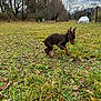 dog, puppy, doberman, grass, field, leaves, trees, outdoor, nature, cloudy_sky, fall, young_animal, animal, pet, running, playful, brown_fur, ears_up, grassland, canine