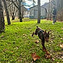 Atlas participe au concours pour gagner de l'argent avec cette photo : dog, doberman, puppy, running, grass, leaves, trees, man, jacket, beanie, building, graffiti, mountains, outdoor, park, daylight, sky, nature, leash, casual_clothing