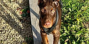 Atlas participe au concours pour gagner de l'argent avec cette photo : dog, doberman, puppy, wood, plank, grass, outdoor, sunlight, pet, animal, ears, brown, black, nature, young, collar, leash, ground, eyes, curious