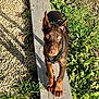 dog, doberman, puppy, wood, plank, grass, outdoor, sunlight, pet, animal, ears, brown, black, nature, young, collar, leash, ground, eyes, curious