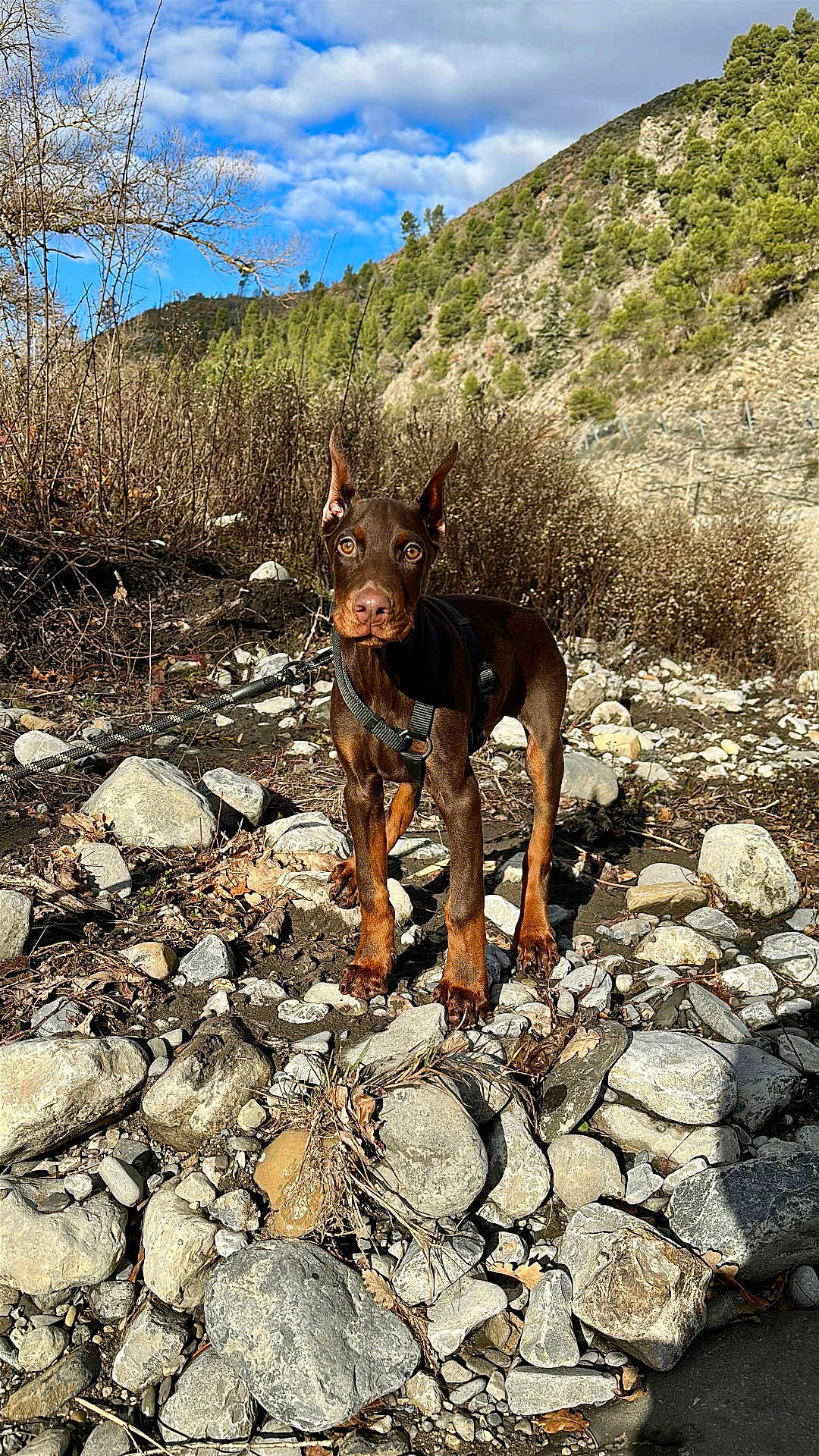 Atlas a rejoint le concours — aidez-le/la à gagner de superbes lots ! dog, doberman, puppy, leash, rocks, riverbed, nature, outdoor, mountain, hill, sky, cloud, tree, bush, brown_dog, young_dog, pet, animal, canine, landscape
